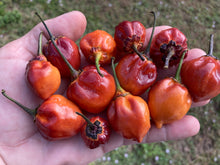 Load image into Gallery viewer, Purplegum Orange Bright (Pepper Seeds)