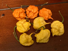 Load image into Gallery viewer, “Creamo” BOC X Primo (Cream) Pepper Seeds