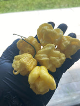 Load image into Gallery viewer, “Creamo” BOC X Primo (Cream) Pepper Seeds