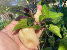 Load image into Gallery viewer, Purple Uprising White (Pepper Seeds)