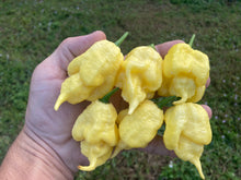 Load image into Gallery viewer, White Ghost Scorpion Mix (Bumpy, XL, & Meringue) (Pepper Seeds)