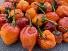 Load image into Gallery viewer, Purplegum Orange Bright (Pepper Seeds)