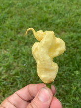Load image into Gallery viewer, XL White Ghost Scorpion (Jays/T-E) (Pepper Seeds)