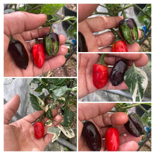Load image into Gallery viewer, Bryan’s Blood (Purple Rainbow) (Pepper Seeds)