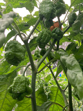 Load image into Gallery viewer, “Repo Mang” (BOC X Reaper OG3) (Pepper Seeds)