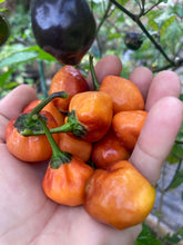 Load image into Gallery viewer, Purplegum Orange Bright (Pepper Seeds)