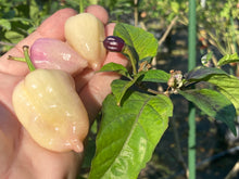 Load image into Gallery viewer, Purple Uprising White (Pepper Seeds)