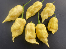 Load image into Gallery viewer, XL White Ghost Scorpion (Jays/T-E) (Pepper Seeds)