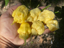 Load image into Gallery viewer, White Ghost Scorpion Mix (Bumpy, XL, & Meringue) (Pepper Seeds)