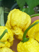 Load image into Gallery viewer, “Creamo” BOC X Primo (Cream) Pepper Seeds