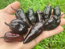 Load image into Gallery viewer, Red Horizon XD (Pepper Seeds) (Limited)