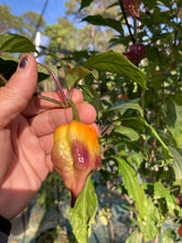 Load image into Gallery viewer, Voltron (T-E)(Pepper Seeds)