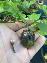 Load image into Gallery viewer, Bubblegum Purple Ghostscorpion Red (Pepper Seeds)