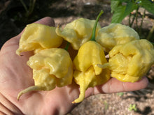 Load image into Gallery viewer, White Ghost Scorpion Mix (Bumpy, XL, & Meringue) (Pepper Seeds)