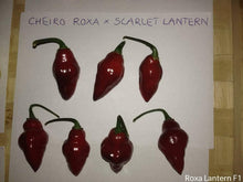 Load image into Gallery viewer, Roxa Lantern (T-E Mix)(Pepper Seeds)