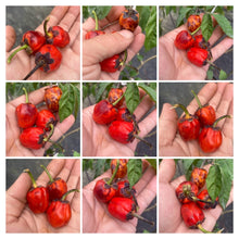 Load image into Gallery viewer, Purplegum Red (Pepper Seeds)
