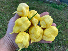Load image into Gallery viewer, White Ghost Scorpion Mix (Bumpy, XL, & Meringue) (Pepper Seeds)