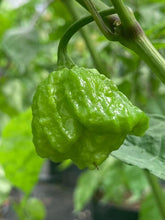 Load image into Gallery viewer, 7 Pot Douglah Peachy (Pepper Seeds)