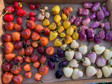 Load image into Gallery viewer, PurpleGum Yellow Bright (Pepper Seeds)