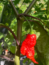 Load image into Gallery viewer, Primo Noir (Stinger Select) (Pepper Seeds)