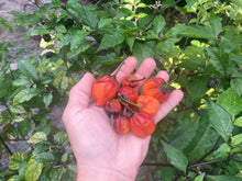 Load image into Gallery viewer, Purplegum Orange Bright (Pepper Seeds)