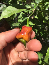 Load image into Gallery viewer, Taj Mahal Orange Tiger (Pepper Seeds)