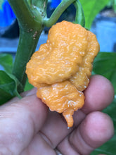 Load image into Gallery viewer, “Repo Mang” (BOC X Reaper OG3) (Pepper Seeds)