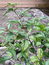 Load image into Gallery viewer, Purplegum Orange Bright (Pepper Seeds)