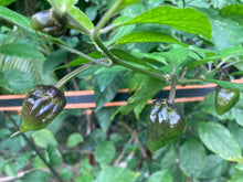 Load image into Gallery viewer, PurpleGum Yellow Bright (Pepper Seeds)