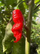 Load image into Gallery viewer, Primo Noir (Stinger Select) (Pepper Seeds)