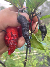 Load image into Gallery viewer, Primo Noir (Blushed) (Pepper Seeds)