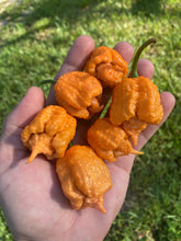 Load image into Gallery viewer, “Orange Creamo” (BOC X Primo Orange)(Pepper Seeds)