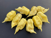 Load image into Gallery viewer, XL White Ghost Scorpion (Jays/T-E) (Pepper Seeds)
