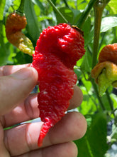 Load image into Gallery viewer, Tiberius Mauler Red (Pepper Seeds)