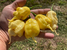 Load image into Gallery viewer, White Ghost Scorpion Mix (Bumpy, XL, & Meringue) (Pepper Seeds)
