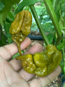 ButterScotch GhostScorpion T-E (Pepper Seeds)t