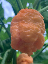 Load image into Gallery viewer, “Repo Mang” (BOC X Reaper OG3) (Pepper Seeds)