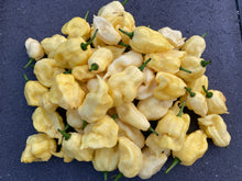 Load image into Gallery viewer, White Ghost Scorpion Mix (Bumpy, XL, & Meringue) (Pepper Seeds)