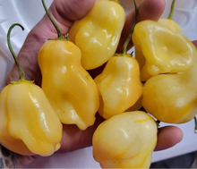 Load image into Gallery viewer, SR White Bell Stripey (Pepper Seeds)