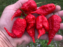 Load image into Gallery viewer, Tiberius Mauler Red (Pepper Seeds)