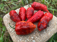 Load image into Gallery viewer, Primo Noir (Blushed) (Pepper Seeds)