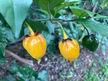 Load image into Gallery viewer, PurpleGum Yellow Bright (Pepper Seeds)