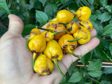 Load image into Gallery viewer, PurpleGum Yellow Bright (Pepper Seeds)