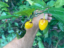 Load image into Gallery viewer, PurpleGum Yellow Bright (Pepper Seeds)