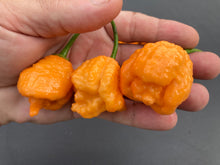 Load image into Gallery viewer, “Repo Mang” (BOC X Reaper OG3) (Pepper Seeds)