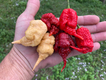 Load image into Gallery viewer, Tiberius Mauler Caramel (Pepper Seeds)