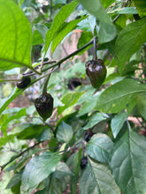 Load image into Gallery viewer, PurpleGum Yellow Bright (Pepper Seeds)