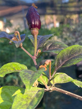 Load image into Gallery viewer, Purple Uprising White (Pepper Seeds)
