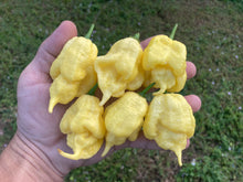 Load image into Gallery viewer, White Ghost Scorpion Mix (Bumpy, XL, & Meringue) (Pepper Seeds)