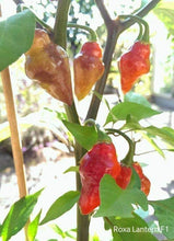 Load image into Gallery viewer, Roxa Lantern (T-E Mix)(Pepper Seeds)